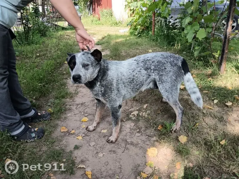 Пропал собака, Луцинское шоссе, Звенигород - австралийский хилер, окрас голубой - photo