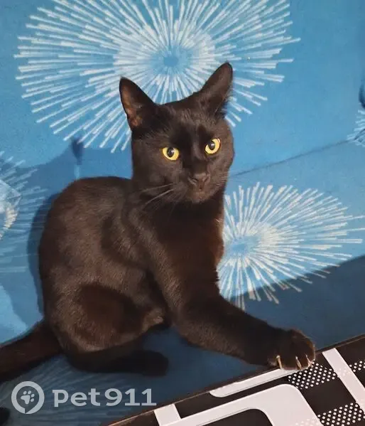 Пропал кот, Южная улица, 8, Российский - белые волоски на шее и животе - photo