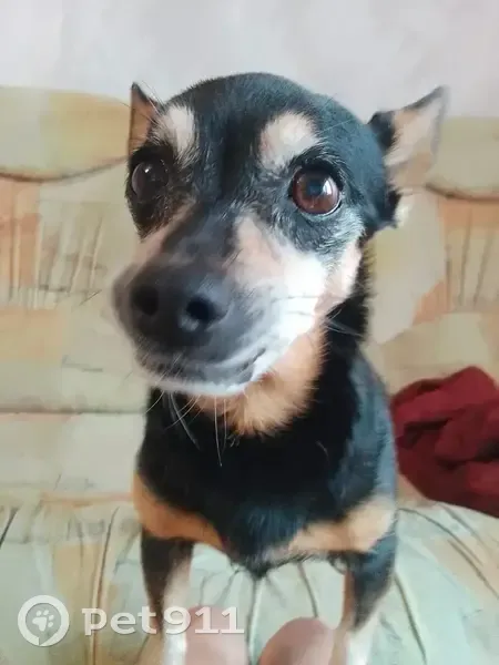 Пропала собака, женская, улица Красных Мадьяр, 78, Иркутск - кличка Мэйси, старенькая и пугливая - photo