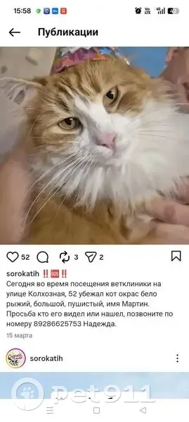 Пропал кот, Тихорецк - photo