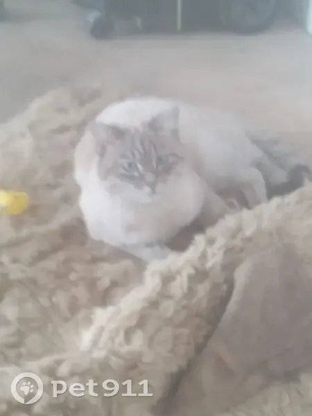 Пропал тайский кот, Черёмуховая улица, 11, Челябинск - photo