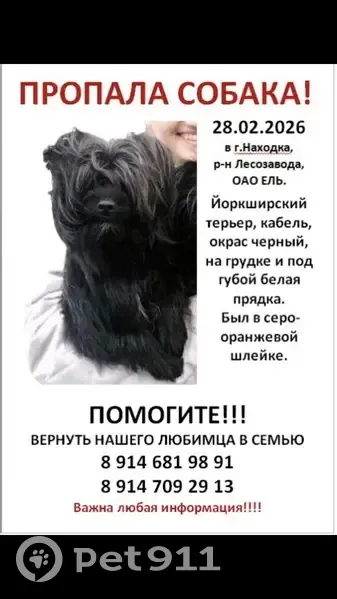 Пропала собака, Береговая улица, Находка - чёрный с белой прядкой - photo