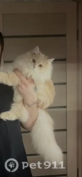 Пропала кошка, улица Сергея Лазо, 27, Томск - бежевый окрас, пушистая - photo