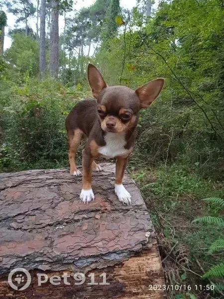 Пропал собака, улица Крупской, Дмитриадовка - чихуахуа, шоколадный окрас - photo