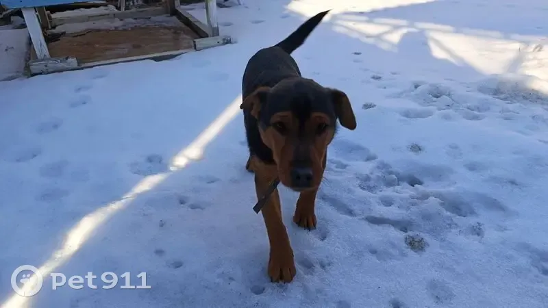 Пропал собака, улица Набережная реки Царев, Астрахань - дружелюбный и милый - photo