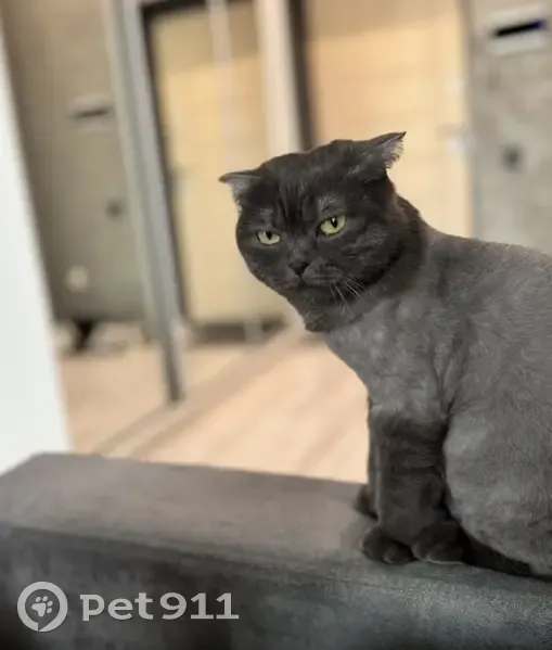 Пропала кошка, Садовая улица, 9, Осиново - серая британка, побритая - photo