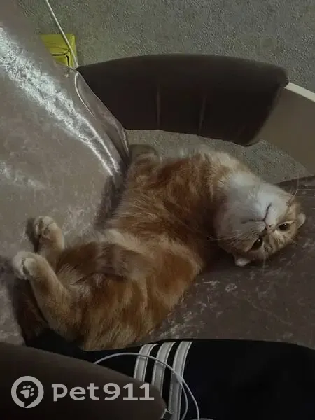 Пропал кот, улица Брюллова, 9А, Волгоград - рыжий шотландский с желтыми глазами - photo