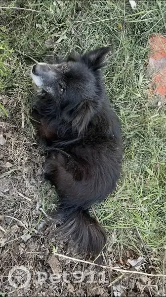 Пропала собака, Пушкинская улица, 29А, Кирсанов - старенький, не слышит и плохо видит - photo