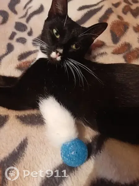 Пропала кошка, бульвар Красных Зорь, 1, Санкт-Петербург - черная с белой грудкой и белым носиком - photo