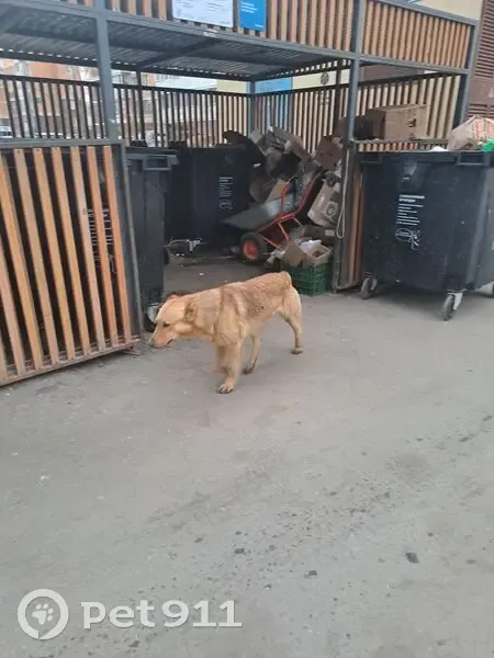 Найдена собака, Вертолётная улица, Люберцы - бежевая, уши и хвост купированы - photo