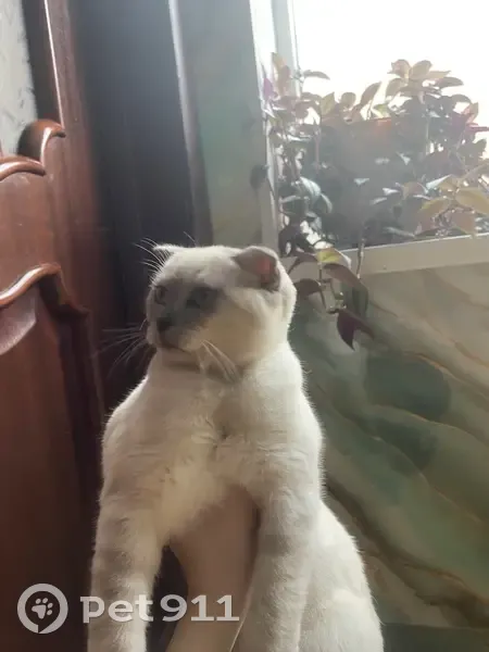 Пропала кошка, женская, улица Гайдара Гаджиева, Махачкала - photo