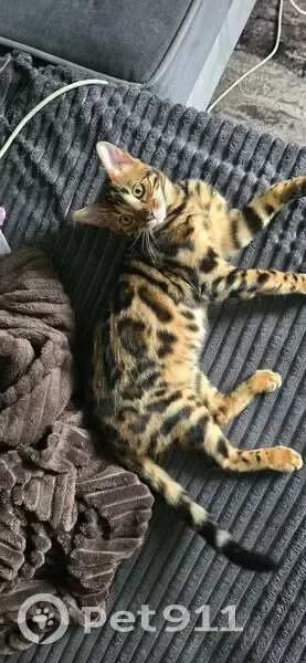 Пропала кошка, Турбинная улица, 21, Красный Сулин - бенгальская порода, пятнистый окрас - photo