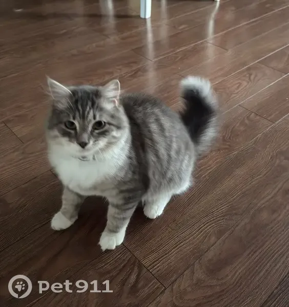 Пропал кот, Стахановская улица, Анапа - серый в полоску, 9 месяцев - photo