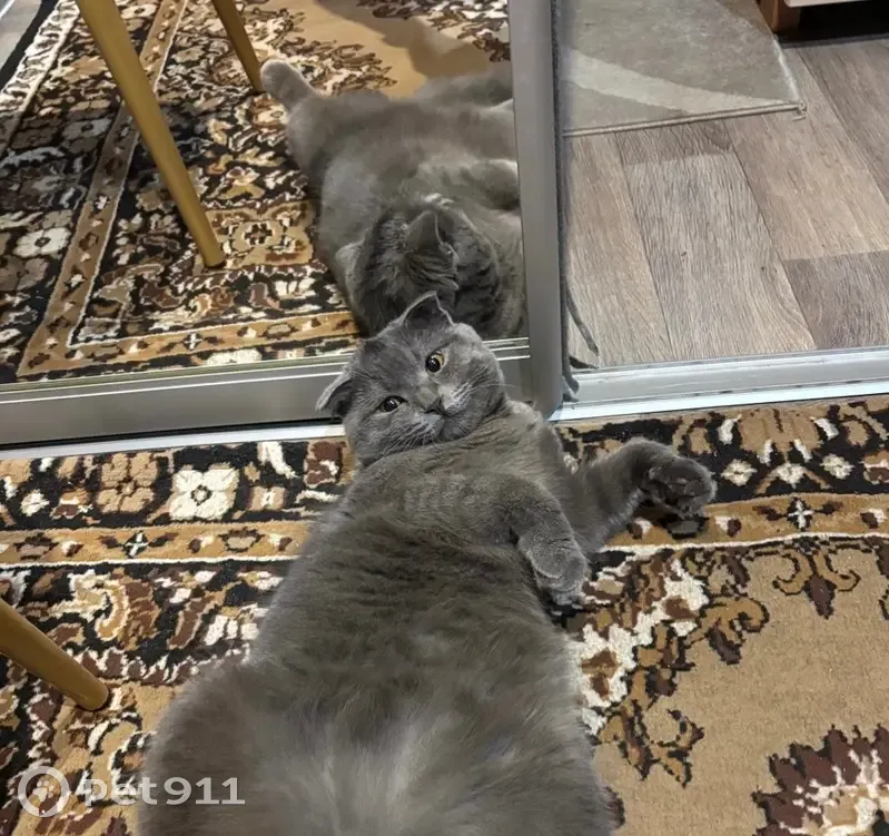 Пропала кошка, улица Орджоникидзе, 177А, городской округ Кузнецк - вислоухий шотландец - photo