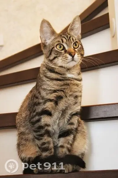 Пропал кот, 1-ый Веряжский проезд, 8, Григорово - молодой, похож на бенгальского - photo