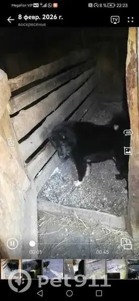 Пропал собака, Взлётная улица, 22, Барнаул - русско-европейская лайка, чёрный окрас - photo