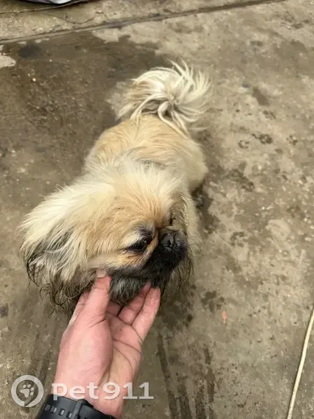 Найден собака, 12-й км улица, Лазурный - photo