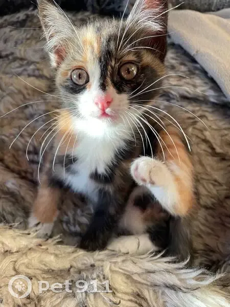 Пропала кошка, улица Пушкина, 73, Челябинск - photo