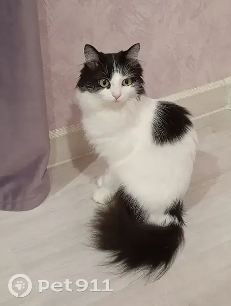 Пропала кошка, улица Ионова, 171, Шахты - бело-черная, пушистый хвост - photo