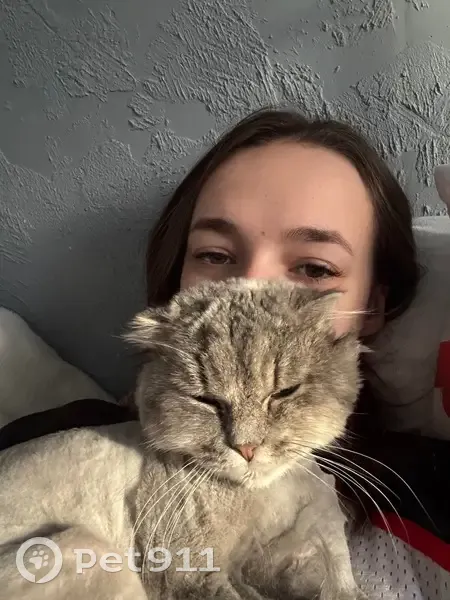 Пропала кошка, улица Ватутина, 2, Омск - пепельного цвета - photo