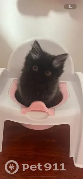 Пропала кошка, улица Маяковского, 29, Котлас - темненькая с серыми ушками - photo