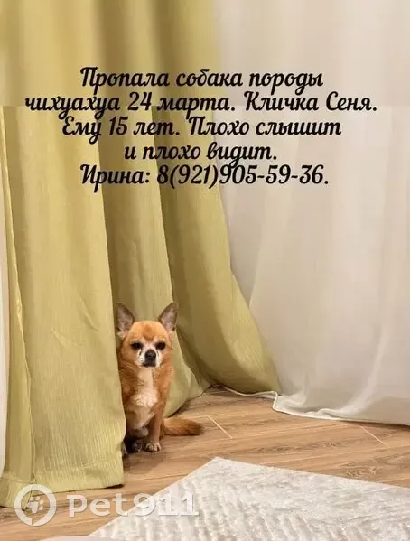 Пропал собака, Покровская, Ленинградская область - чихуахуа 15 лет, рыжий цвет - photo