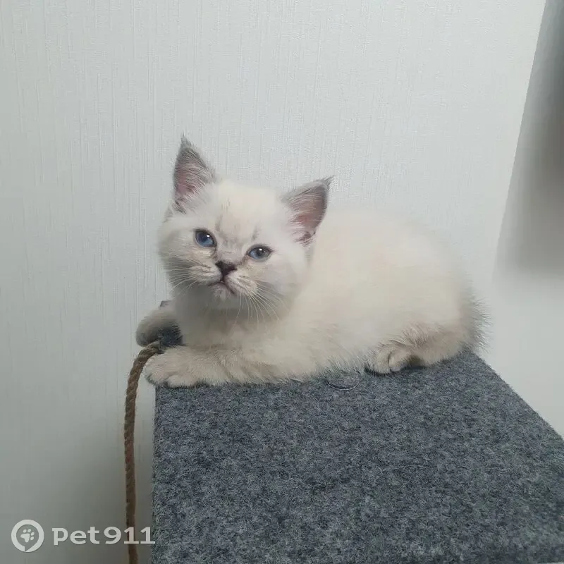 Пропала кошка, Ленинградское шоссе, 229А к1, Новоподрезково, Москва - белая с рыжеватыми полосами - photo