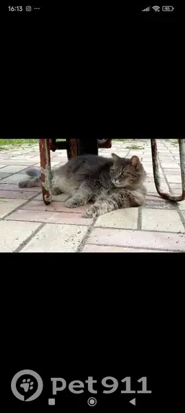 Пропала кошка, Приозёрная улица, 4, Ярославль - зовут Киса, серая и пушистая - photo