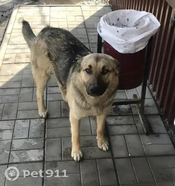 Пропал собака, мужской, Верхнемостовая улица, Пермь - сбежал из муниципального приюта - photo