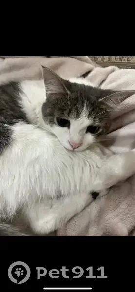 Пропала кошка, улица Ленина, Ставрополь - пугливая с большими глазками - photo