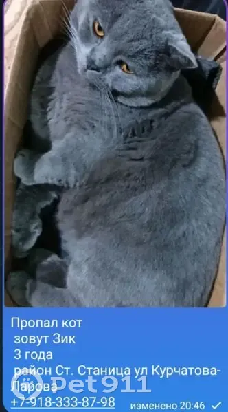 Пропал кот, улица Лаврова, 1, Старая Станица - серый британец - photo