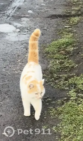 Пропал кот, улица Матвеевка, 64А, Кривянская - белый с рыжими пятнами - photo