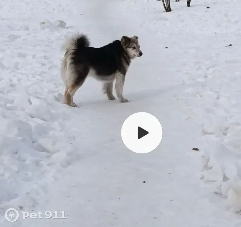 Пропала собака, п. Гидростроитель, Братск - стерилизованная, нет двух пальцев - photo