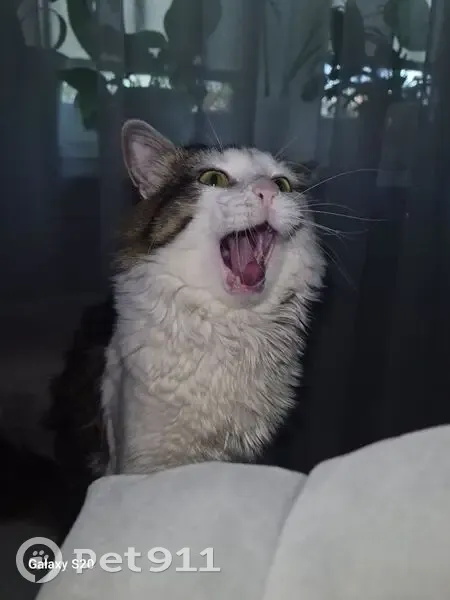 Пропал кот, Щёлковское шоссе, 90, Москва - ласковый и откликается на имя - photo