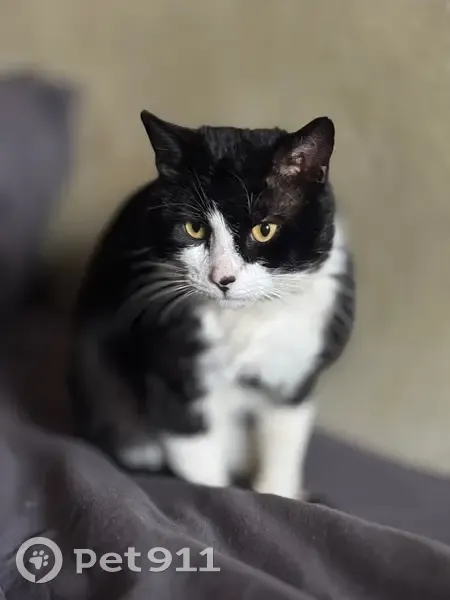 Пропал кот, Тихая улица, 156, Ленинградская - черно-белый - photo