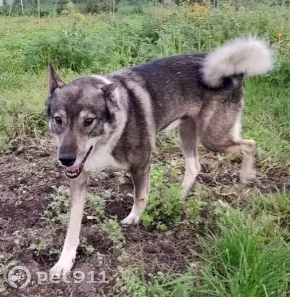 Пропал собака, Веригино — Устровка, Красный Холм - лайка с GPS-ошейником - photo