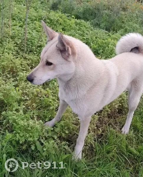 Пропала собака, Юрьево, Тверская область - лайка светлого окраса - photo