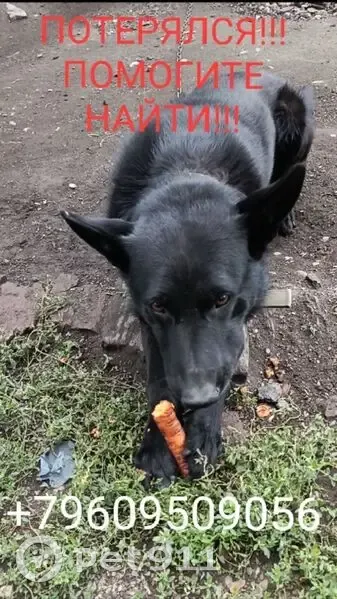 Пропал собака, мужской, Красноярский переулок, 30А, Бийск - полностью черный, крупный - photo