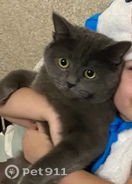 Пропал кот, улица Комарова, 13, Зеленодольск - полностью серый, пугливый - photo