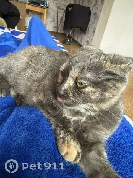 Пропала кошка, улица Ленина, Строитель - боится людей, домашняя - photo