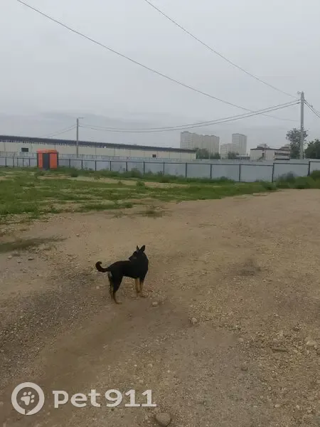 Пропала собака, женская, улица Красных Партизан, Краснодар - похожа на немецкую овчарку - photo