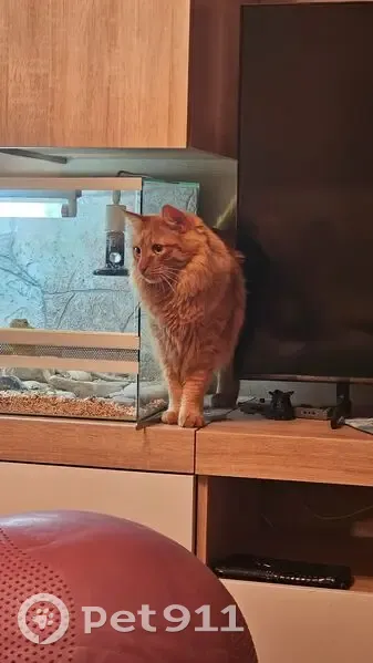 Пропал кот, Пензенская улица, 7, городской округ Пенза - рыжий с золотистым отливом - photo