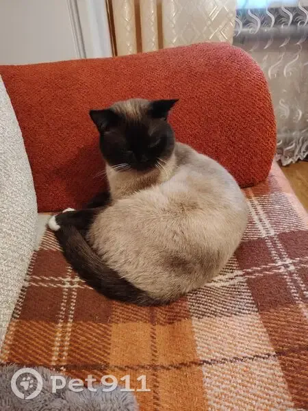 Пропал кот, 1-й Маратовский проезд, 12, городской округ Тамбов - сиамский с голубыми глазами - photo