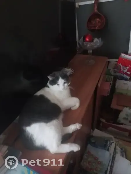 Пропала кошка, Ковалихинская улица, 72, Нижний Новгород - белая с пятнами чёрно-серыми - photo