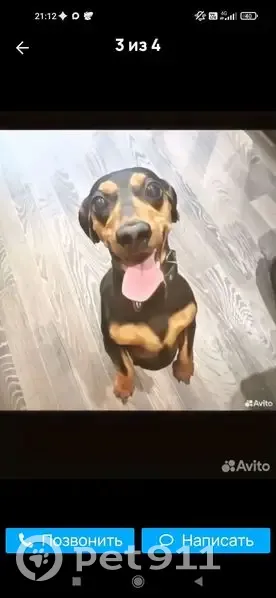 Пропала собака, Путевая улица, 4, Хабаровск - черная такса девочка - photo