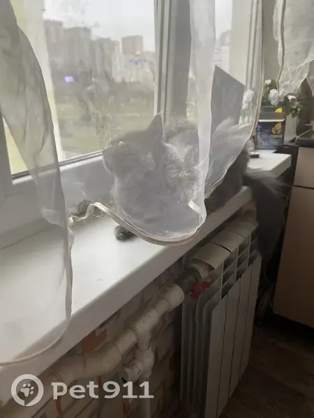 Пропала кошка, бульвар Комарова, 17, Ростов-на-Дону - серый окрас, пушистая шерсть - photo