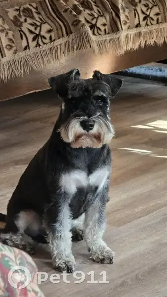 Пропал собака, мужской, Щёкинское шоссе, Тула - знает команды, реагирует на свисток - photo