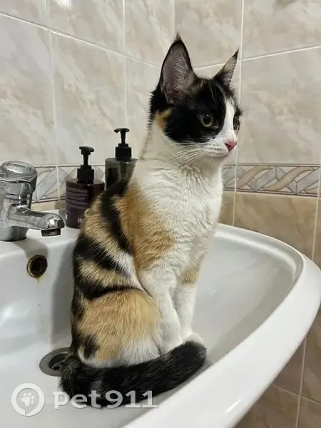 Пропала кошка, улица Орджоникидзе, 11 к2, Пятигорск - черно-оранжевая спина и белый живот - photo