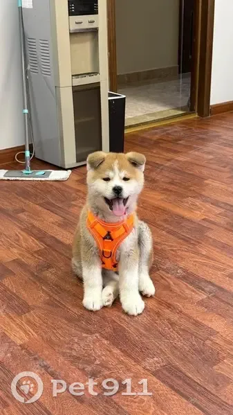 Пропала собака, Астрахань: выбежал на улицу - photo