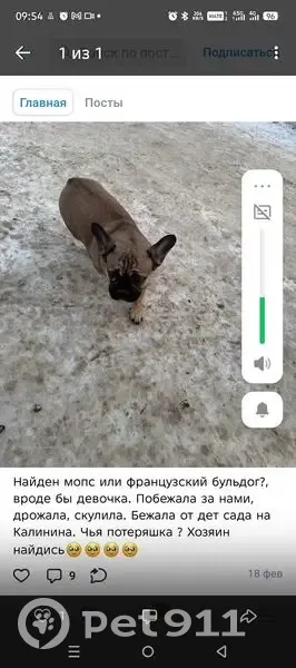 Пропала собака, Хотьково, Московская область - серо-коричневая, зовут Мотя - photo